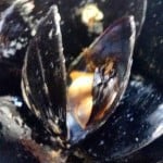Mussels Recipe