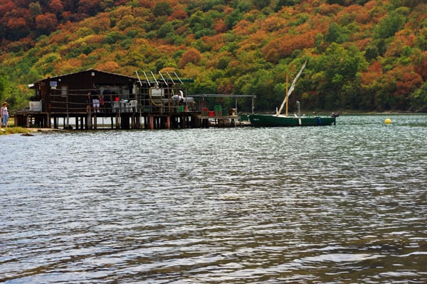 Restaurant Viking Lim Fjord: Oyster Shack