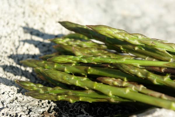 What to do in Croatia in spring: hunt for wild asparagus