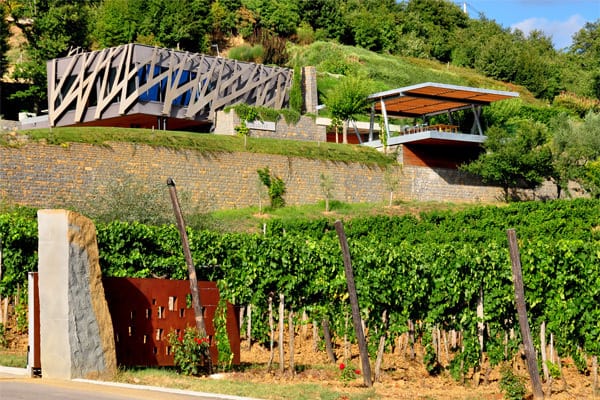 Wineries in Istria worth a visit: Kozlovic Winery