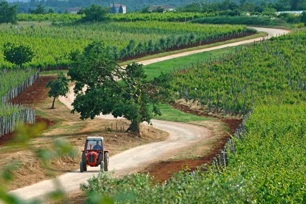 Wineries in Istria worth a visit: Roxanich Winery