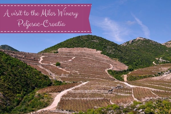 Croatia Wines | Frano Milos Winery Peljesac