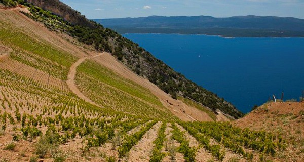 Vineyards | Stina Winery Bol