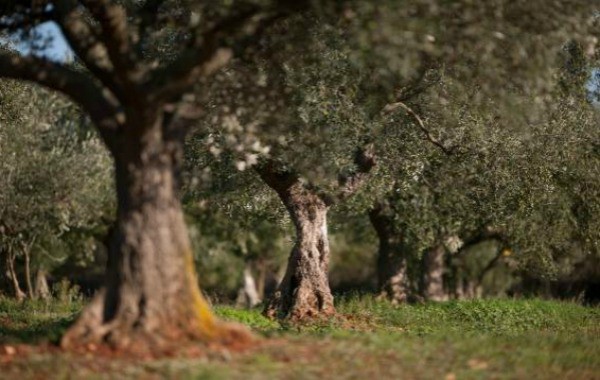 Chiavalon Olive Oil | Olive Trees