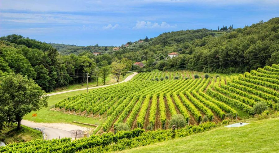 View from Kozlovic Winery, vineyards in Istria