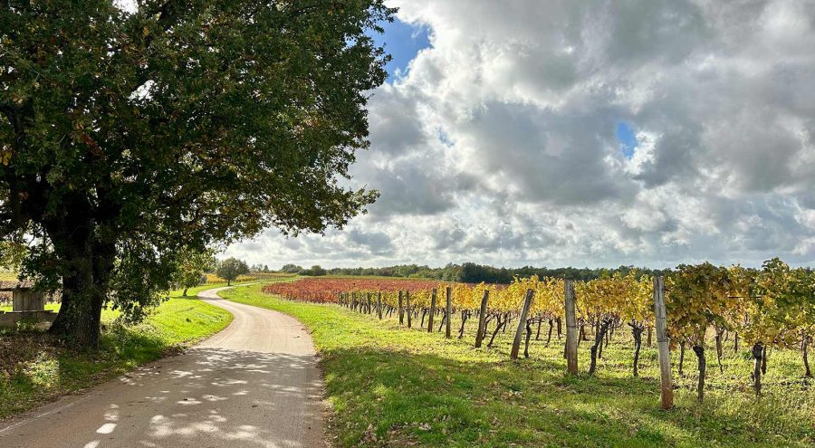 A local road through vineyards between Bacva and Rafaeli